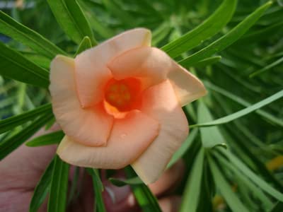 PlantaZee Live Kaner Orange Oleander Plant (Orange Flower Plant) with Pot (B0B1QF12VX) Amazon Price History, Amazon Price Tracker