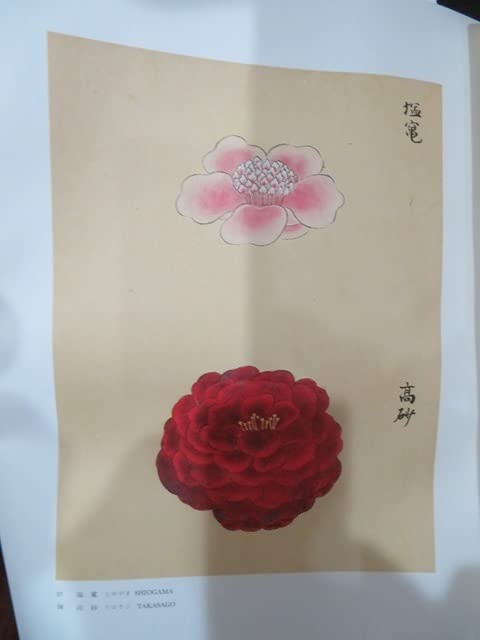 椿花図譜 宮内庁　上下巻 和装本 椿花図譜 宮内庁 上下巻 和装本 椿花図譜 宮内庁蔵本