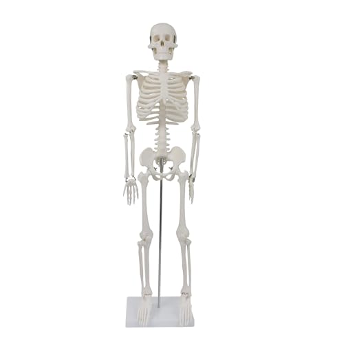 MedMod Anatomie Skelett 87 cm detailliertes menschliches Skelett aus Kunststoff mit beweglichen Extremitäten für Schule Studium und Anatomie-Training Lehrmodell