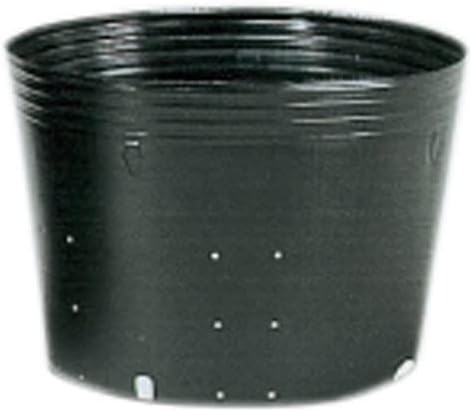 ブラヘア アルマータ A特白個体 ブラヘア アルマータ P 特白個体