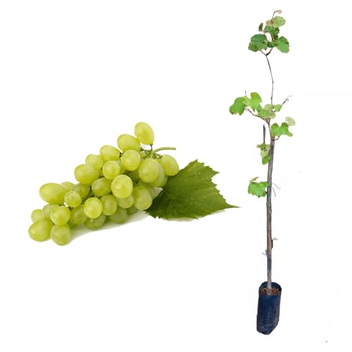 Genérico, Muda de Uva Verde 50 a 80cm AMK - Plantas Online