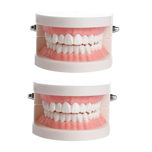 BIUDECO 歯模型 教育用口腔モデル 固定式歯列展示 実物大 学習用歯磨き指導器具