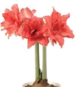 Amaryllis Ballerina - Double Coral