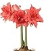 Amaryllis Ballerina - Double Coral