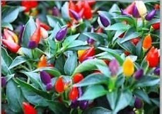 Pepper,Chilli, 50 Seeds,Bolivian Rainbow Chili Pepper(C. annuum) Heirloom