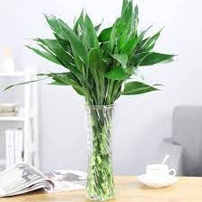 Plantoos Lucky Bamboo Sticks - Set of 6, 60 cm Length | Feng Shui Indoor Plants | Real Live Dracaena Sanderiana | Decorative Bamboo for Home and Office (B0CWVMH1L2) Amazon Price History, Amazon Price Tracker