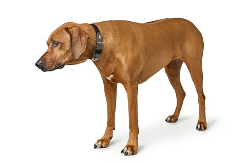HUNTER Hundehalsband WOLMAR aus BioThane® und Leder, robust, wasserabweisend, pflegeleicht, Kontrastnaht, Made in Germany, Farbe: schwarz/grau, Größe: 45