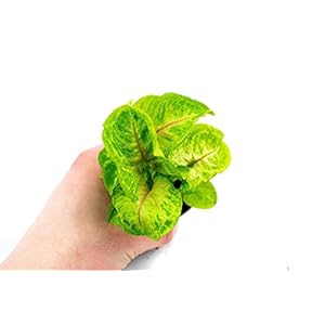 Syngonium Golden Allusion | Ø 6 cm