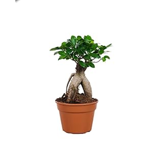 PLNTS – Ficus Ginseng (bonsai) – Kamerplant – Kweekpot 17 cm – Hoogte 45 cm