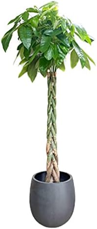 Amazon Co Jp パキラ １０号 バルーン型 デザイナーズ 高級鉢カバー付 ブラック 大鉢 観葉植物 大型 インテリア １０号鉢 尺鉢 大 サイズ 本物 10号 鉢カバー付き Diy 工具 ガーデン