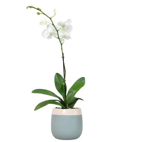 Premium White Live Orchid Plant Blooming in 3.5" Blue &