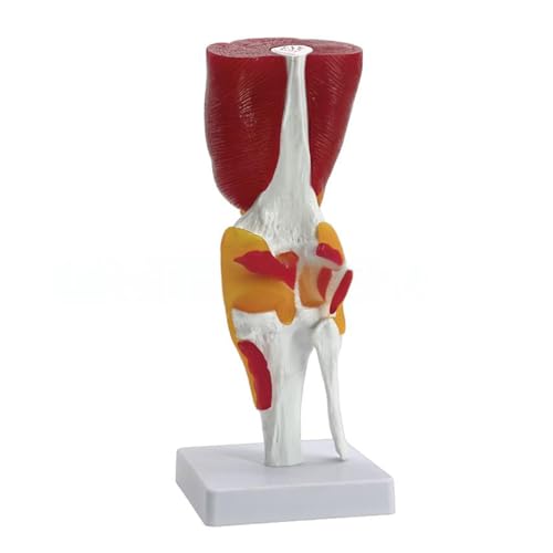 Modèle d'articulation du genou humain mobile avec ligaments didactiques intégrés - 4