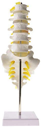 CMODEL P?dagogische Wissenschaftler modellieren die menschliche Anatomie - Anatomisches Modell des Gehirns Thalamic - 3-Fach vergr??ERN Thalamus Medizinisches Modell Intuitive wissenschaftliche Ana Cover