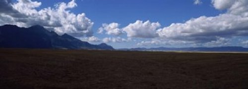 Posterazzi Cattle pasture Highway N7 town to Namibia towards Citrusdal Western Cape Province South Africa Poster Print, (18 x 7)