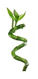 Planta de la Suerte Lucky Bamboo Curvado Esperal Planta Natural Bambú