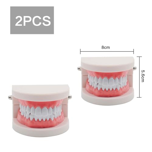 CLKE Zahnarztmodell, 2 pädagogische Modelle + 2 Zahnbürsten aus Kunststoff, Modelle für zahnärztliche Ausbildung aus PVC, zur Demonstration von Zähnen, zum Unterrichten von Kindern, Zähneputzen