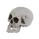 SEWACC 1pc Skeleton Skull Human Skull Model Plastic Human Head Skeleton Figurines Sculpture Realistic Human Head Bone for Halloween Decor