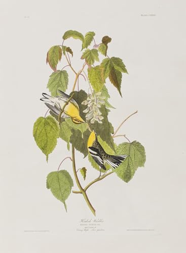 Impression Tableaux Portrait oiseaux d'Amérique Audubon Image sur Toile Moderne 60x90