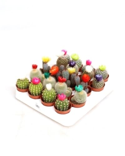 Pack de 20 plantas Cactus Flores artificial, Mix variado cactus con flor, 8-10 cm. Cactus decorativo con flores adorno; fácil de cuidar, ideal para interiores con buena iluminación. Segura Garden.