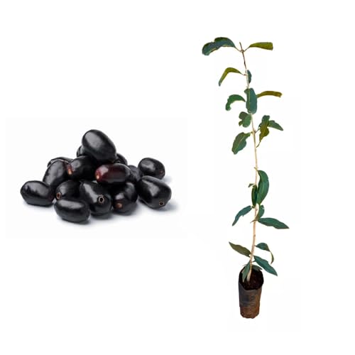 Genérico, Muda de Jamelão 20 a 40cm AMK - Plantas Online