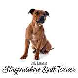 Staffordshire Bull Terrier Calendar 2022: Perfect for Daily Notes and Planning | 12 Months 2022 calendar | Dogs Calendar 2022
