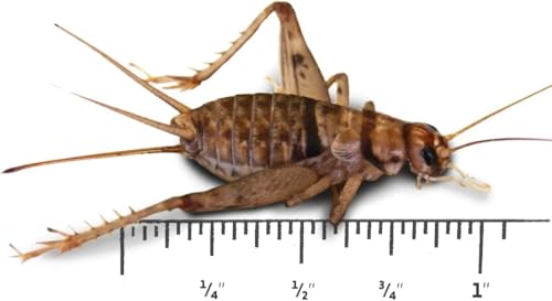 500 Count Live Large Adult Banded Crickets (1") - Gut Loaded