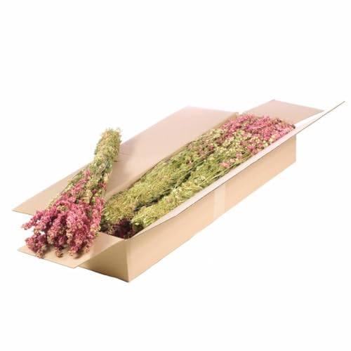 Delphinium rose lot de 5 pieds de fleurs vivaces pour jardin