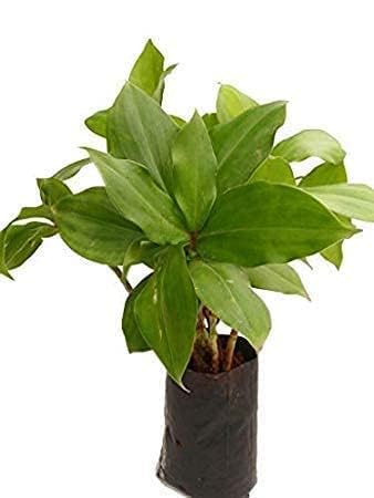 PMK E Store Insulin Live Plant Original for Diabetes (B0DDKD4VG9) Amazon Price History, Amazon Price Tracker