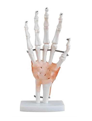 KKI Life Size Adult Human Hand Joint Bone Model With Muscles & Ligaments Made Highly Detailed and Anatomical Accurate | Premium Anatomy with Display Stand Perfect for Medical Students and Training (B07X3XY984) Amazon Price History, Amazon Price Tracker