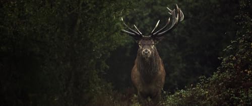 WILDES LAND - Die Rückehr der Natur