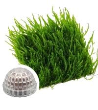 Java Moss?Vesicularia Ferriei Live Plant for Aquarium, 10 Square Inch Flame Moss, with 1x Moss Ball Holder, Freshwater Live Plants Shaping Filter