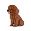 Toy Poodle Mini 01s
