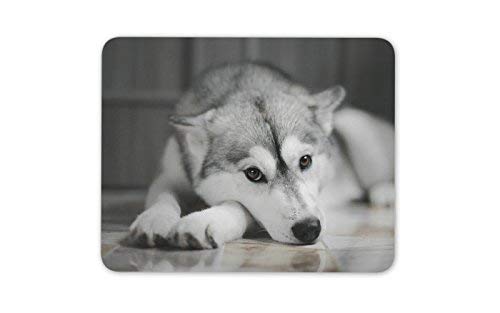 Beautiful Husky Mouse Mat Pad - Dog Animal Mum Sister Fun Gift Computer #8636