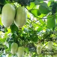 Akasha Vellari- VENUS-ONLINE Giant Granadilla ;Akasha Vellari (Passiflora quadrangularis) Medicinal Tropical Fruit Plant (1 Healthy Seedling Plant) (B0CMHM99WR) Amazon Price History, Amazon Price Tracker