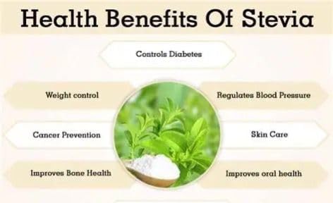 Image of Stevia Plant Live, sweet tulshi plant live, Natural Sweetener Herb, Potted Plant, Pack of 1