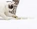 Orchid Stone Nano Robotic Electric Motor Animal Caterpillar,Cockroach Cat Toy. Cat Dances with Reptile Robot, It is Endless Fun.