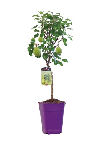 Árbol Frutal - Peral Natural Ideal para el Jardín o la Terraza