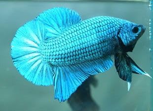 Plakat Male Betta, Assorted Color