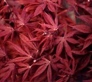 Suminagashi Japanese Maple 3 - Year Live Plant