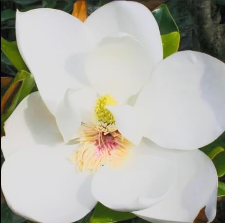 Little Gem Magnolia Tree Live Plant – Magnolia grandiflora ‘Little Gem’ – Huge Fragrant White Southern Magnolia – Evergreen Flowering Tree – 1–2 Ft Tall