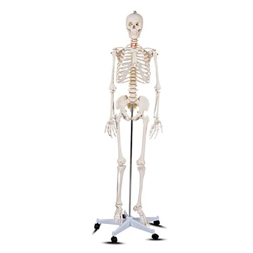 Giantex 70.8" Life Size Skeleton Model, with Roller Stand, 2 Casters with Brake, Removable Parts, Anatomical Poster and Dust Cover, Human Skeleton Model for Anatomy