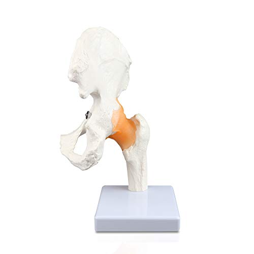 Image of Parco Scientific PB00040 Classic Functional Hip Joint Model, Articulates with Life Like Flexible Ligaments, Features Femur, Hip Bone & Surrounding Ligaments