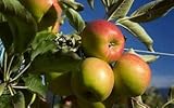 Jonagold Apple Trees, 2 ft Tall, Bareroot, Ready to Plant, Pack of 2