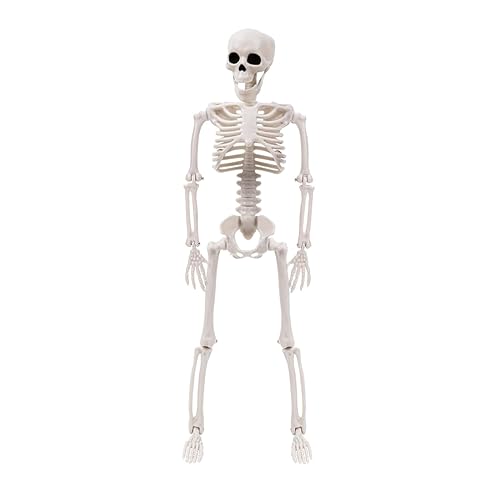 Halloween Skeleton Life Size Halloween Decoration Full Size Hanging Skeleton With Movable Joints For Halloween Props