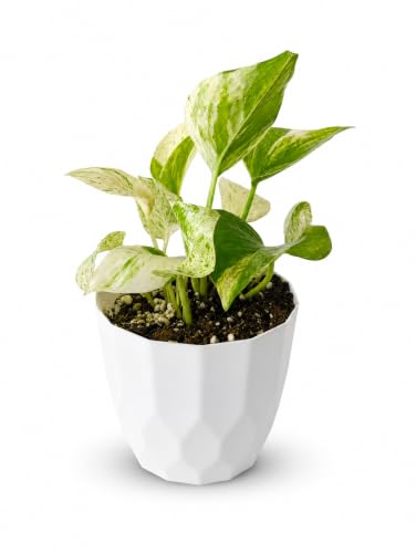 Image of LBP Nursery Marble Money Plant with White Pot