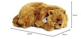Perfect Petzzz Hundewelpe Pomeranian, der richtig atmet The Breathing Puppy