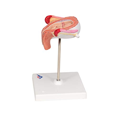 Image of 3B Scientific L10 /3 3rd Month Embryo - 3B Smart Anatomy
