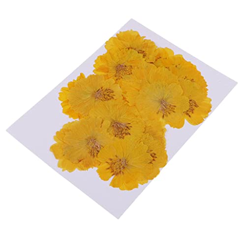 20 flores secas amarillas Coreopsis para decoración miniatura 3