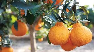 Japanese Dekopon Sumo Orange Fruits Plant & Tree (B0C2ND3L83) Amazon Price History, Amazon Price Tracker