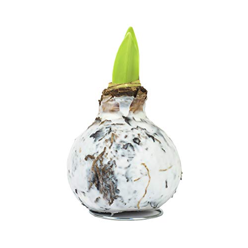 1x Echte Amaryllis XL gewachst/wax - Weiss RUSTIKAL - Amaryllis Hippeastrum Blumenzwiebel - lange haltbar, pflegeleichte mit großer Blüte - Geschenkidee! Cover